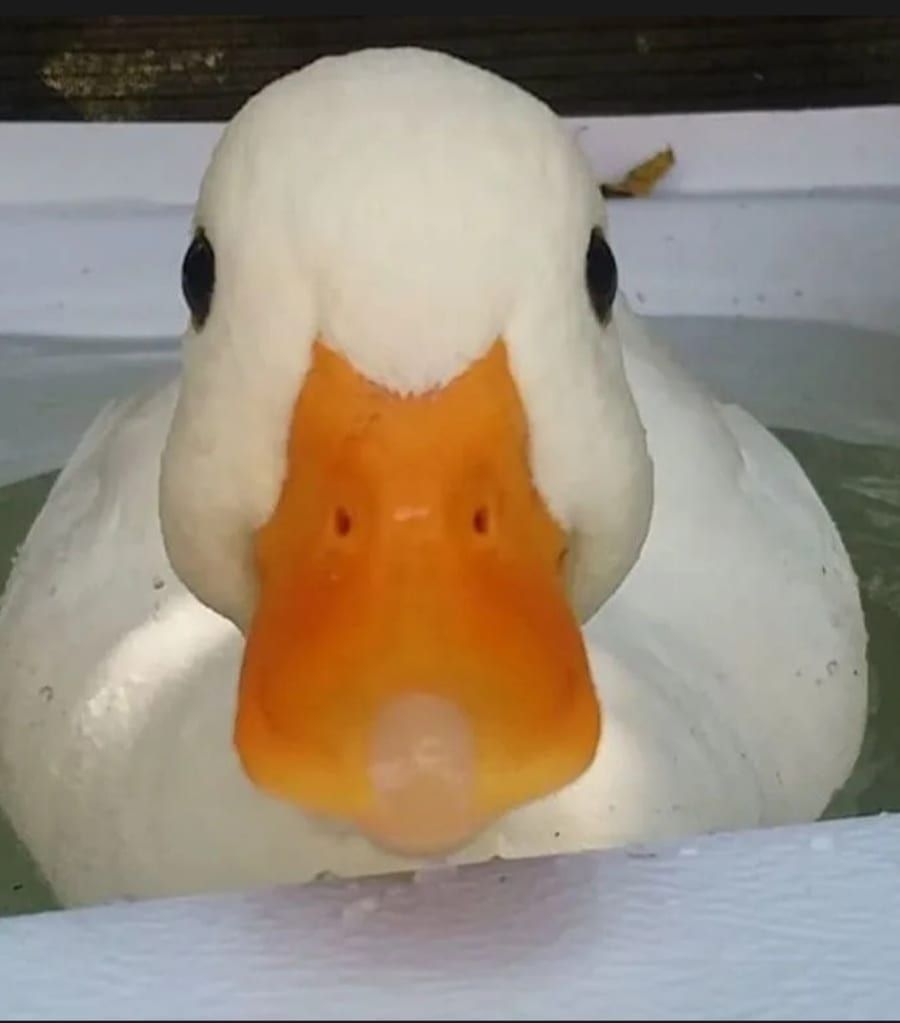 Profil de Montassar, 37 ans, Gay trip à Sigigen (Lucerne)